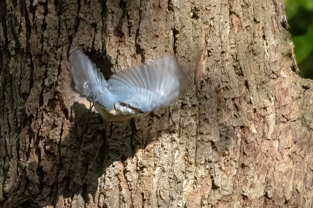 Eurasian Nuthatch