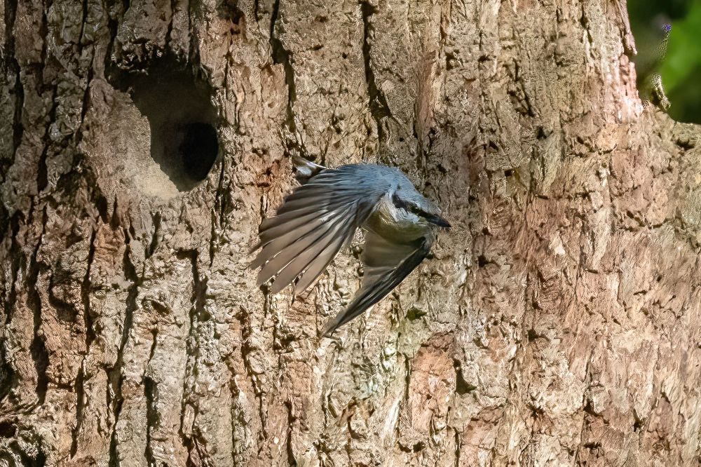 Eurasian Nuthatch