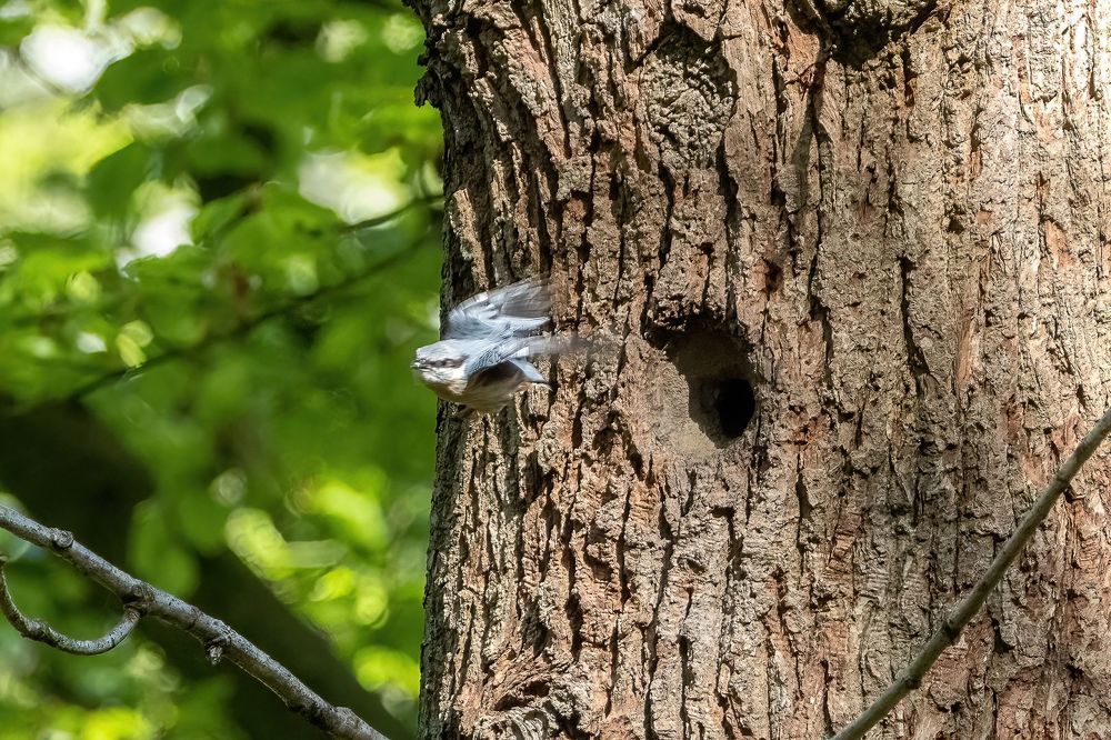 Eurasian Nuthatch