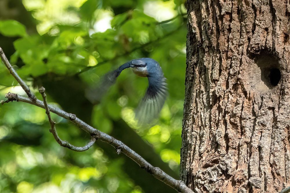 Eurasian Nuthatch