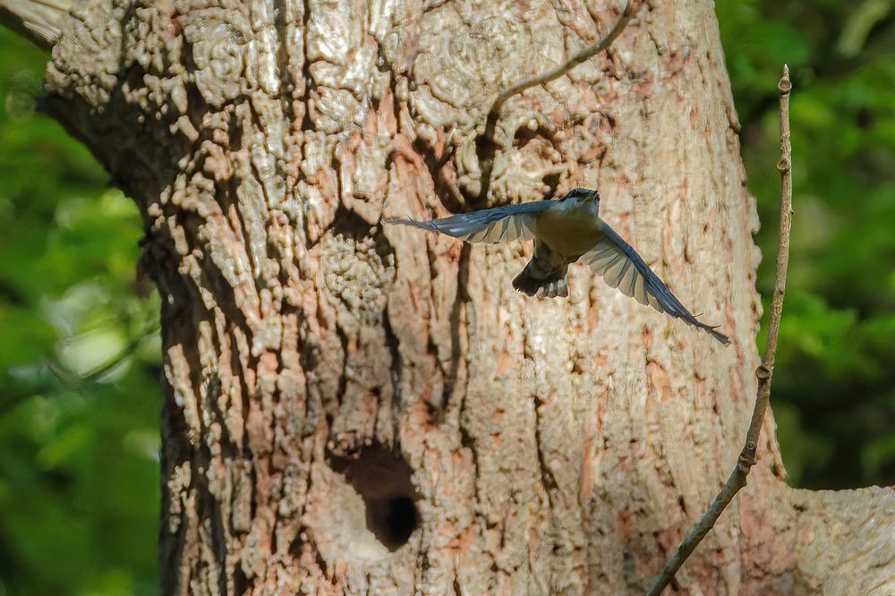 Eurasian Nuthatch
