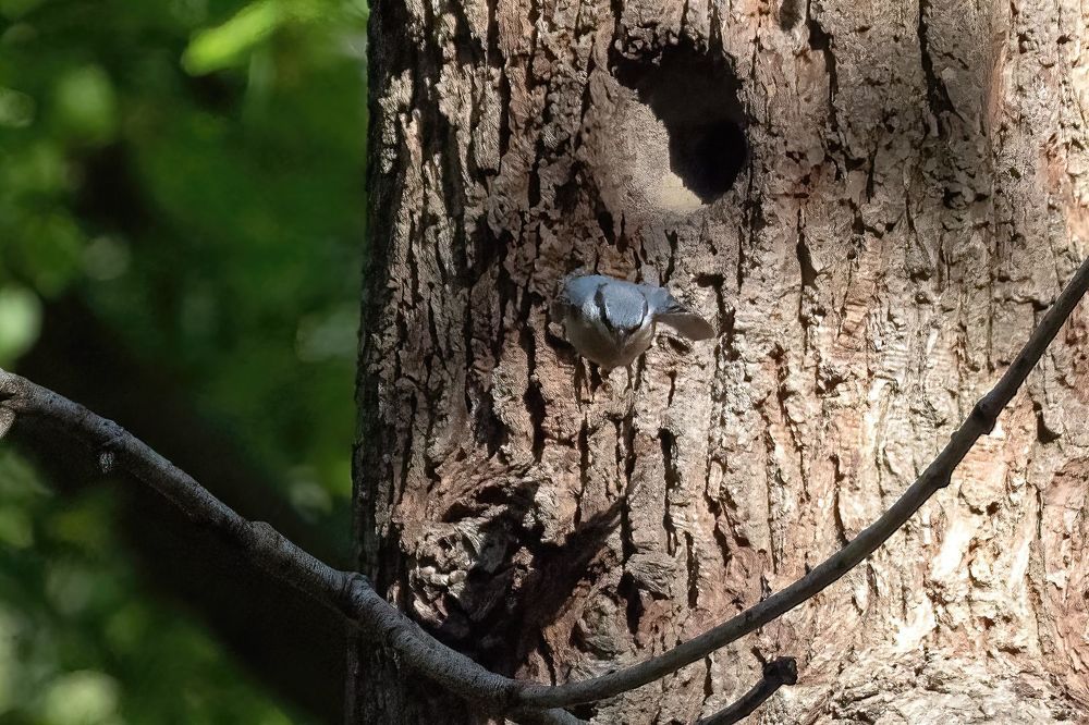 Eurasian Nuthatch