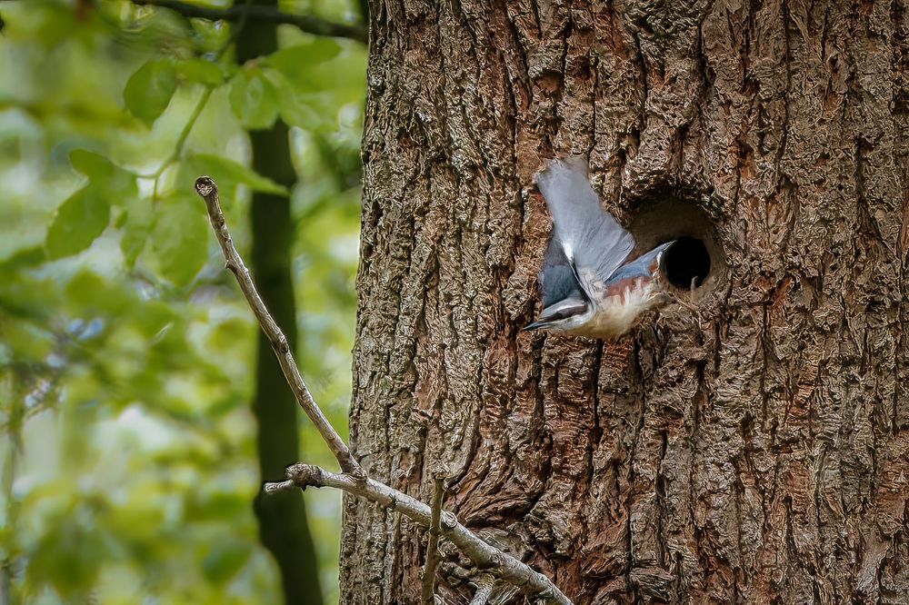 Eurasian Nuthatch