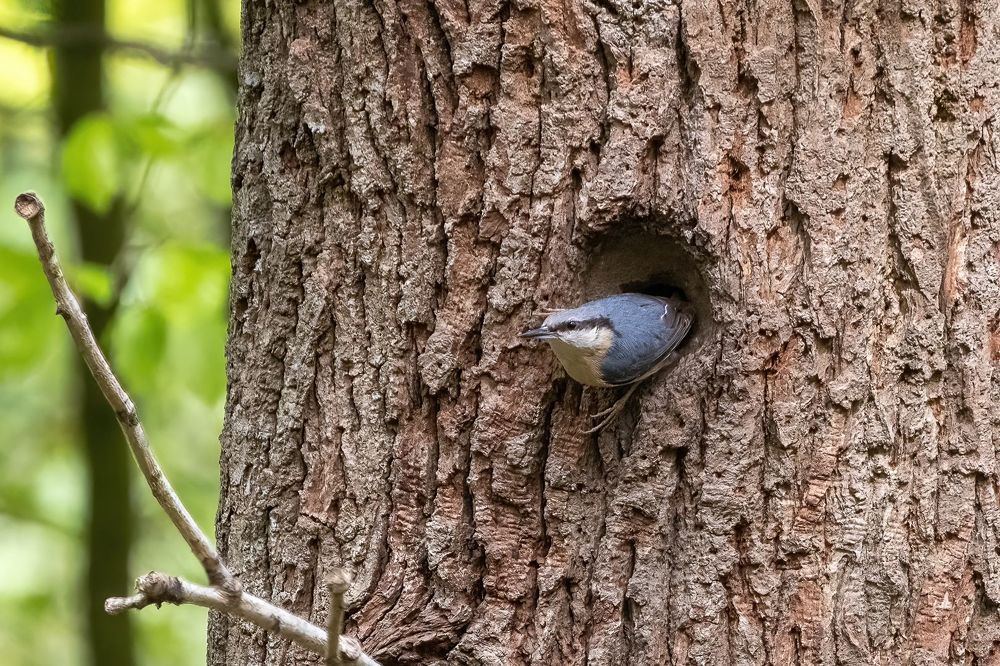 Eurasian Nuthatch