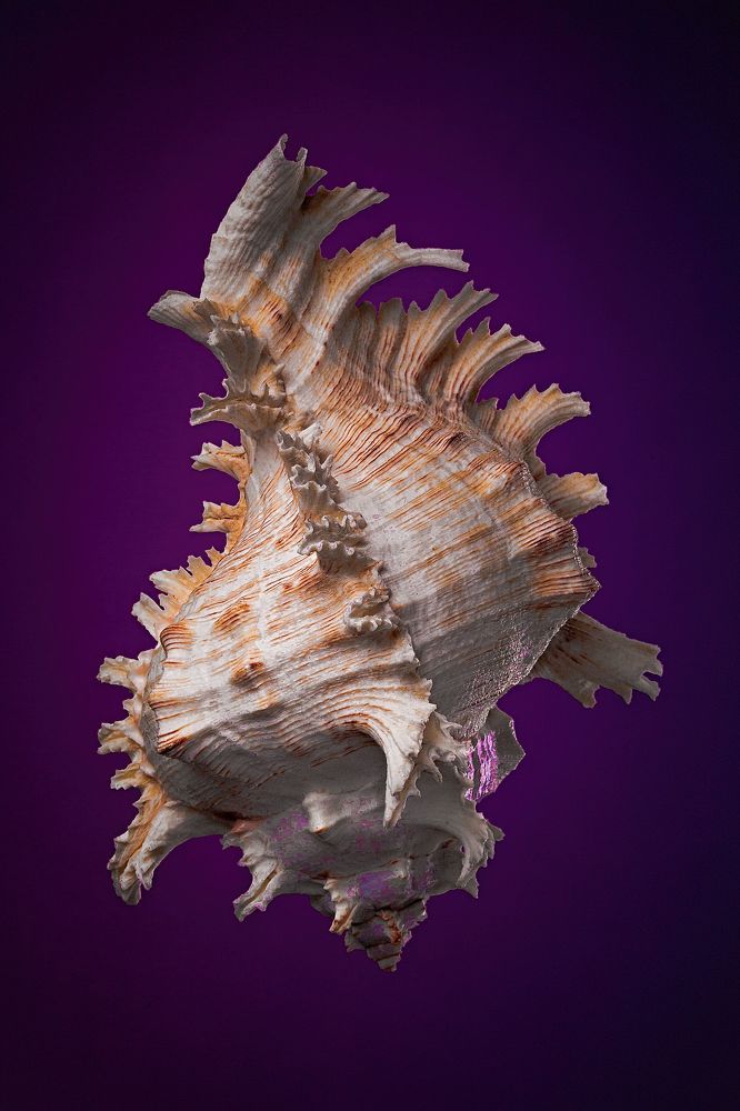 Ракушка