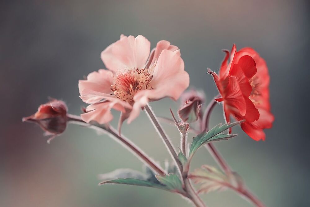 Geum
