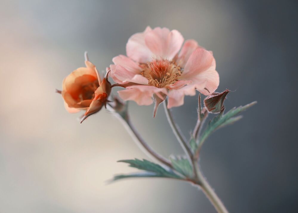 Geum
