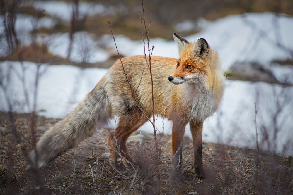 Рыжая красавица.