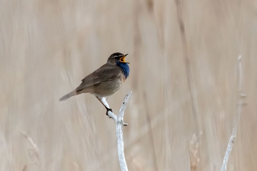 Singing