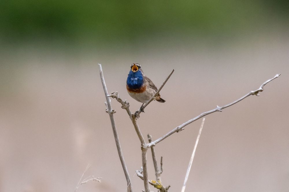 Singing