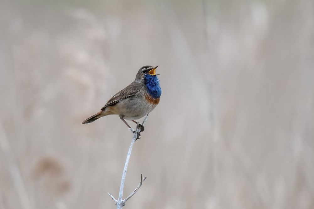 Singing
