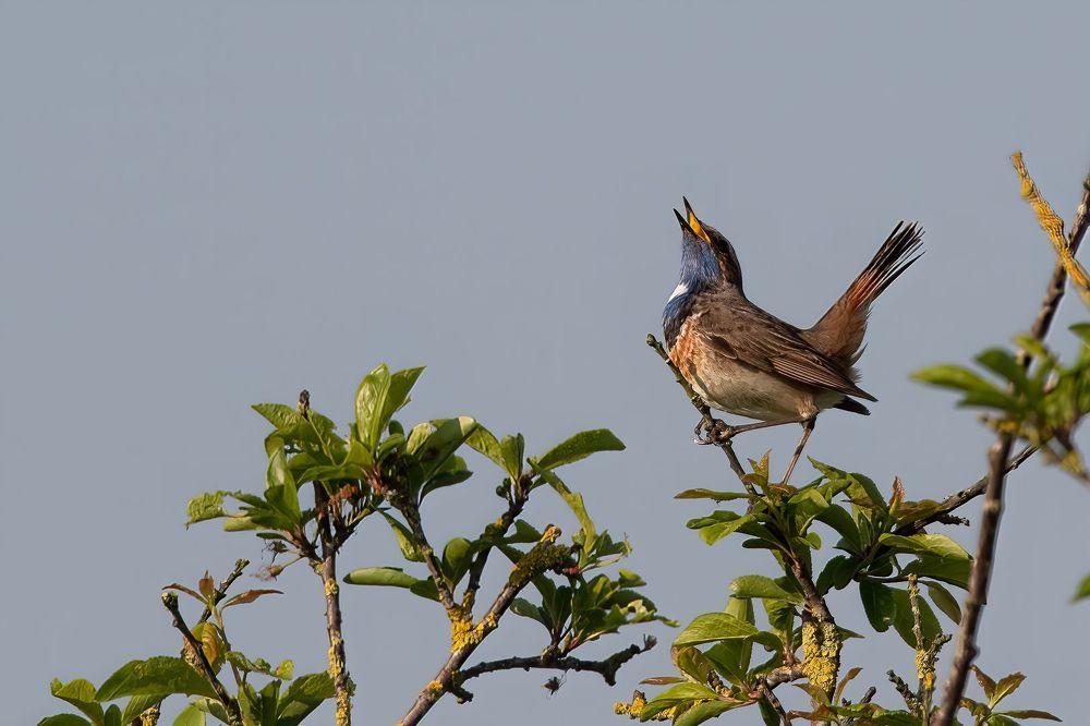 Singing