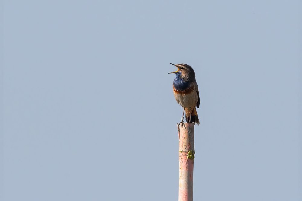Singing
