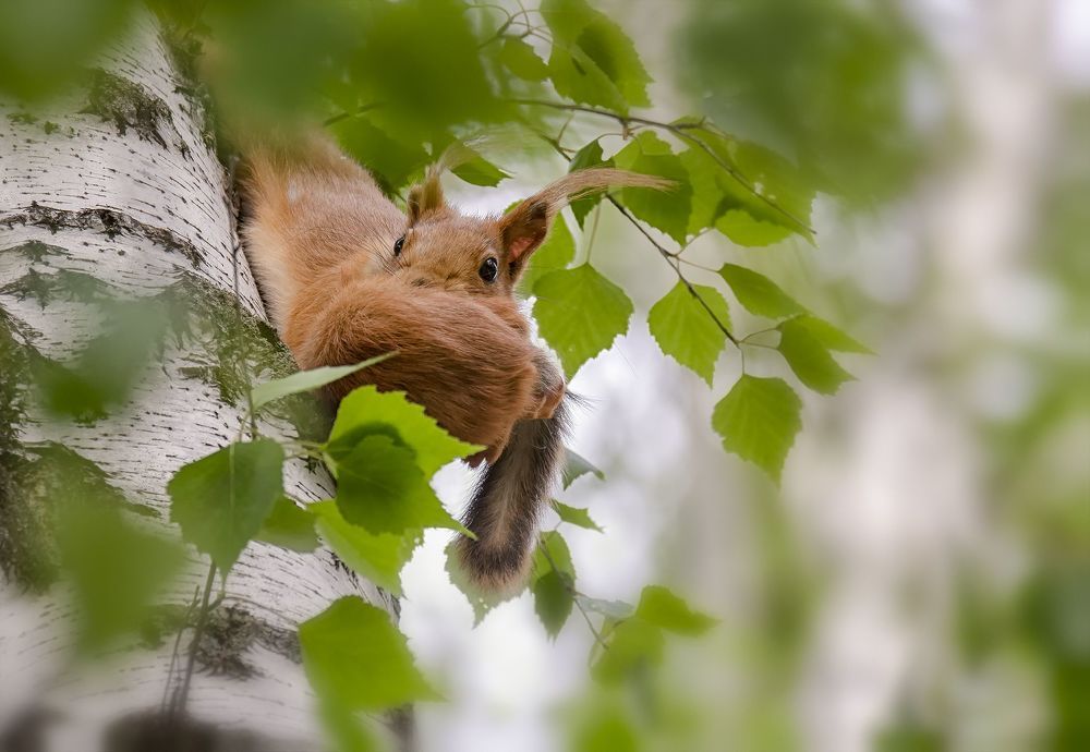 на новое место