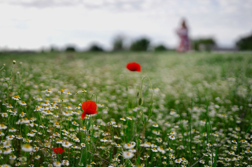 Camomile scents