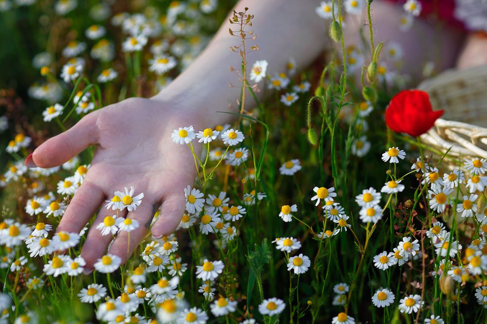 Camomile scents