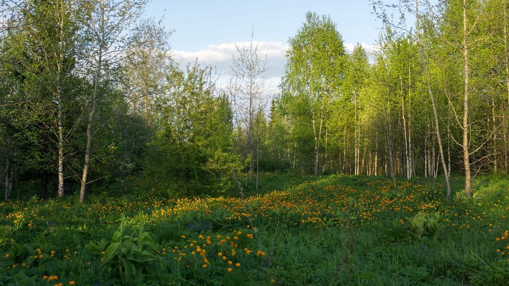 7. Весна в Сибири...