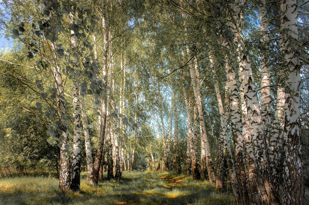Природа Липецкой области