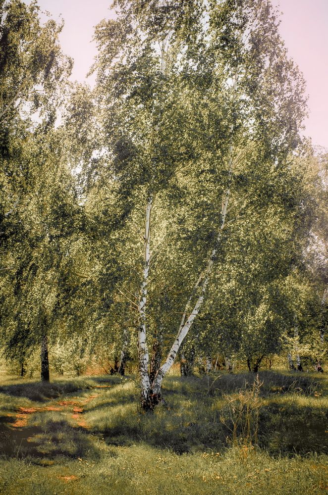 Природа Липецкой области
