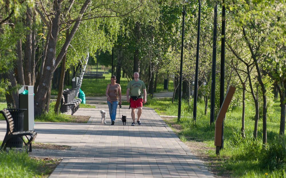 В парке утром