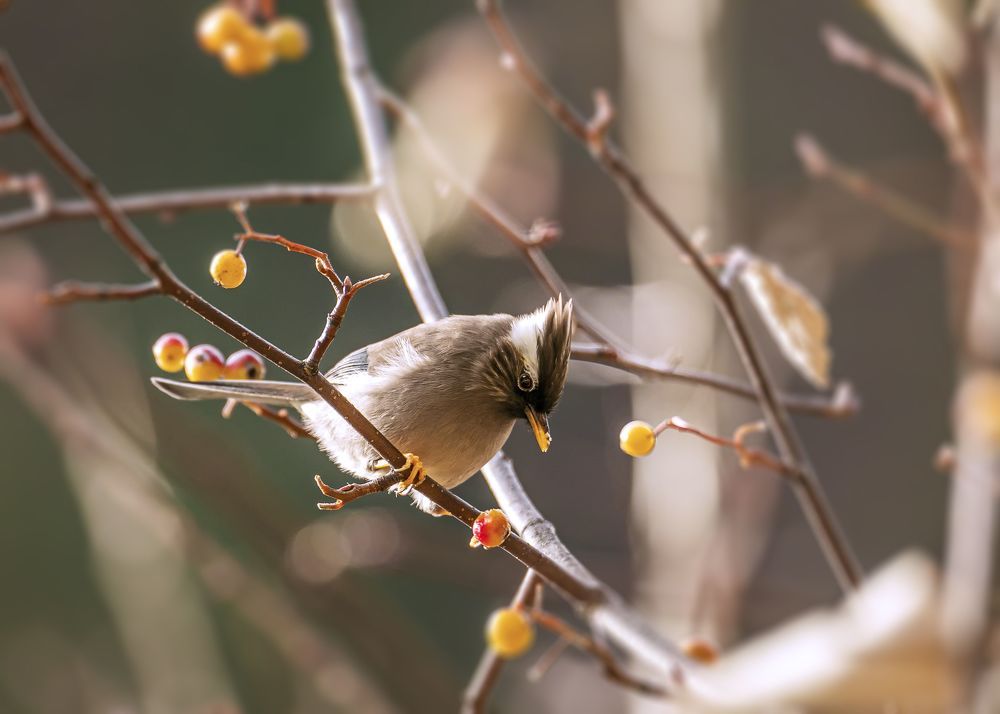 The White-collared yuhina