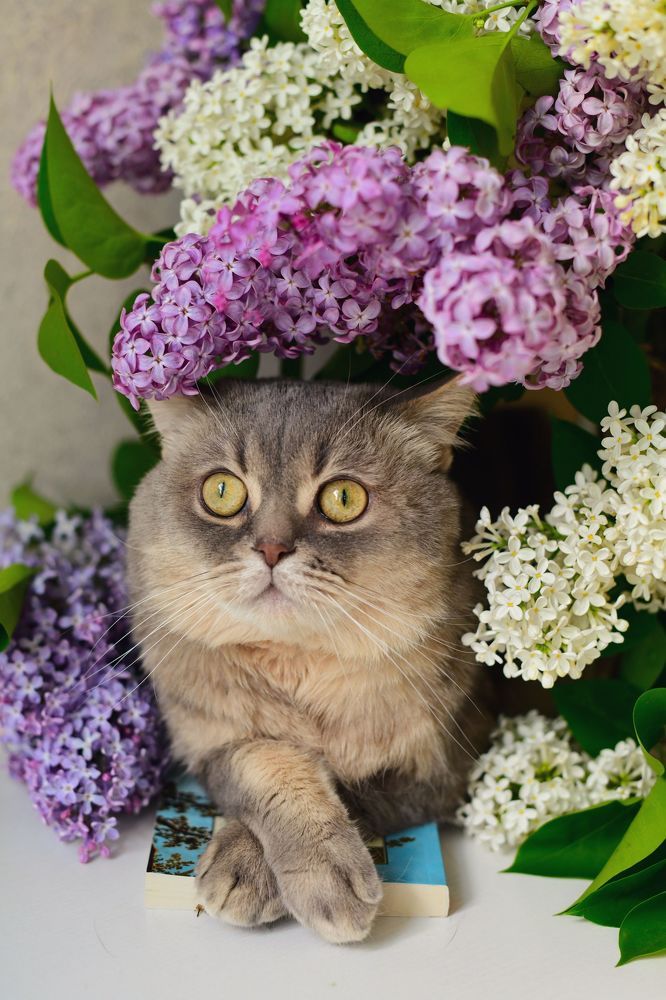 Весенний котик