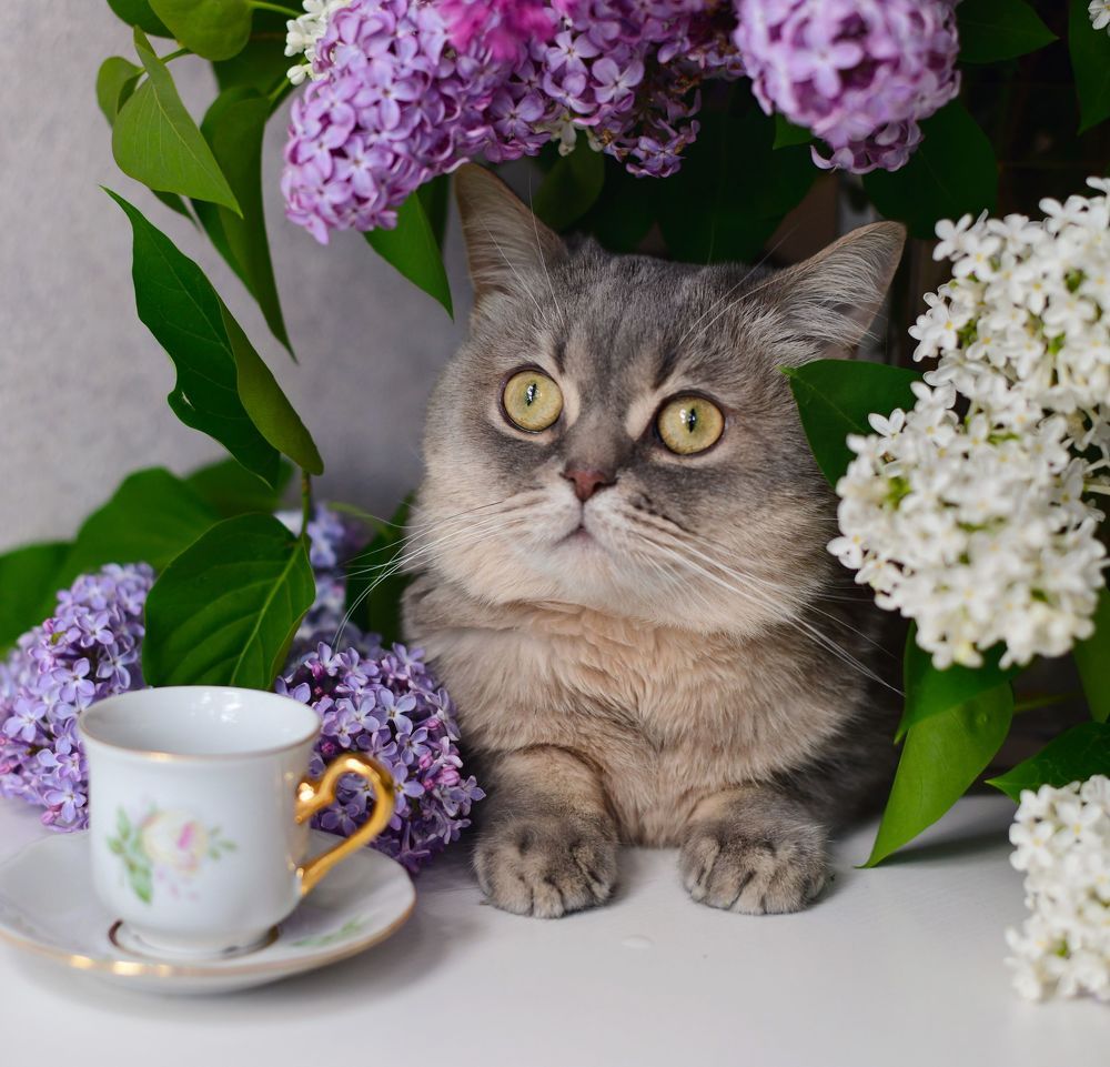 Весенний котик