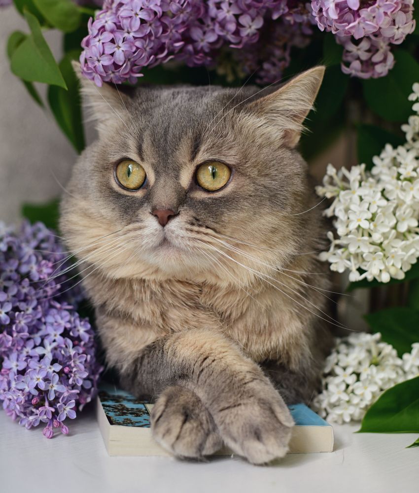 Весенний котик