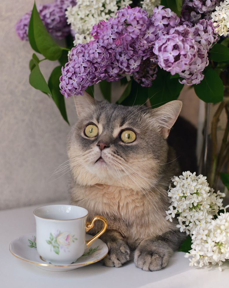 Весенний котик