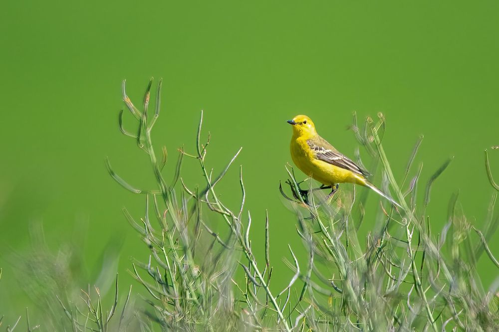 Yellowhammer