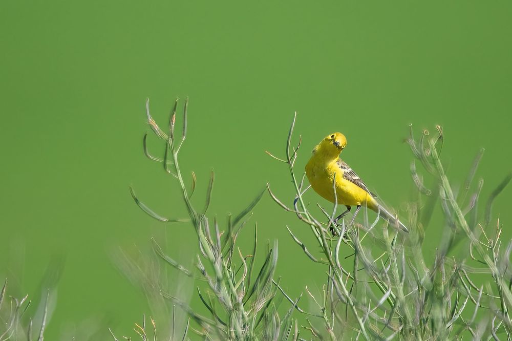 Yellowhammer