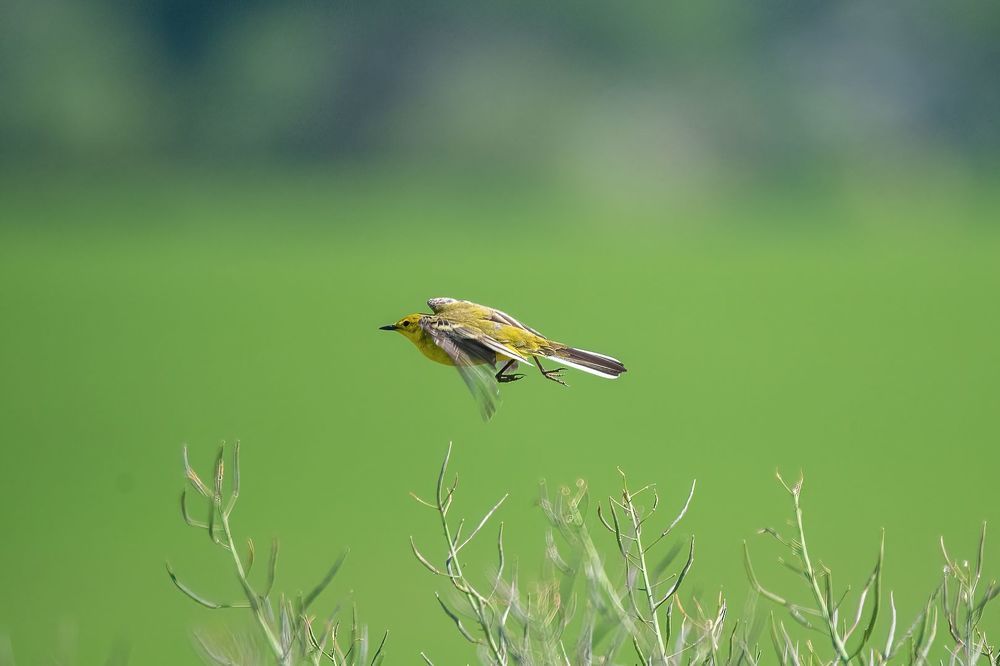 Yellowhammer