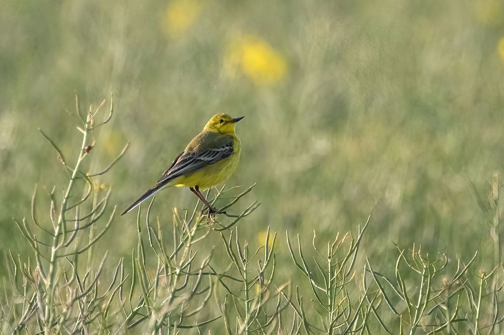 Yellowhammer