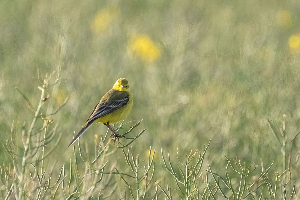 Yellowhammer