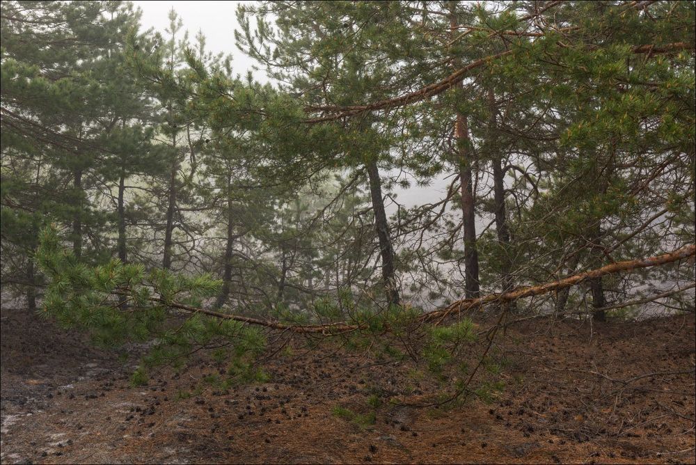 Бронза туманного леса