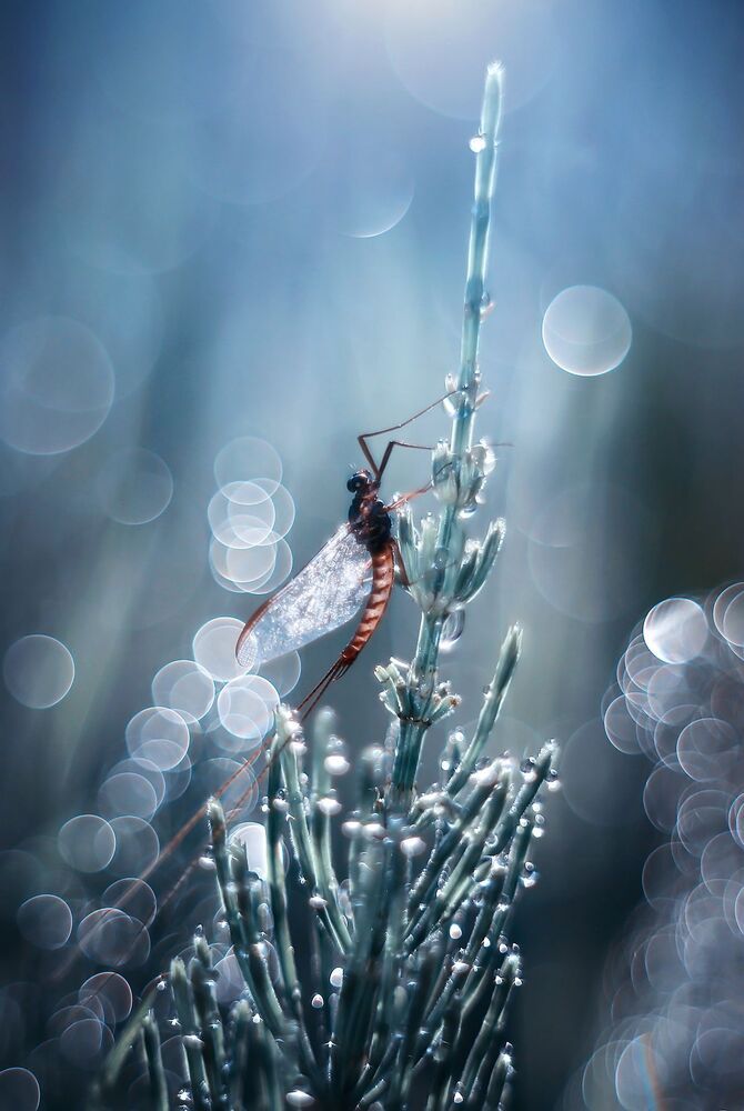 Secret garden