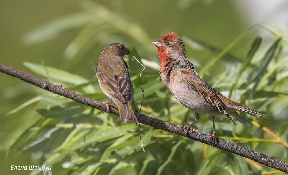 Common rosefinches