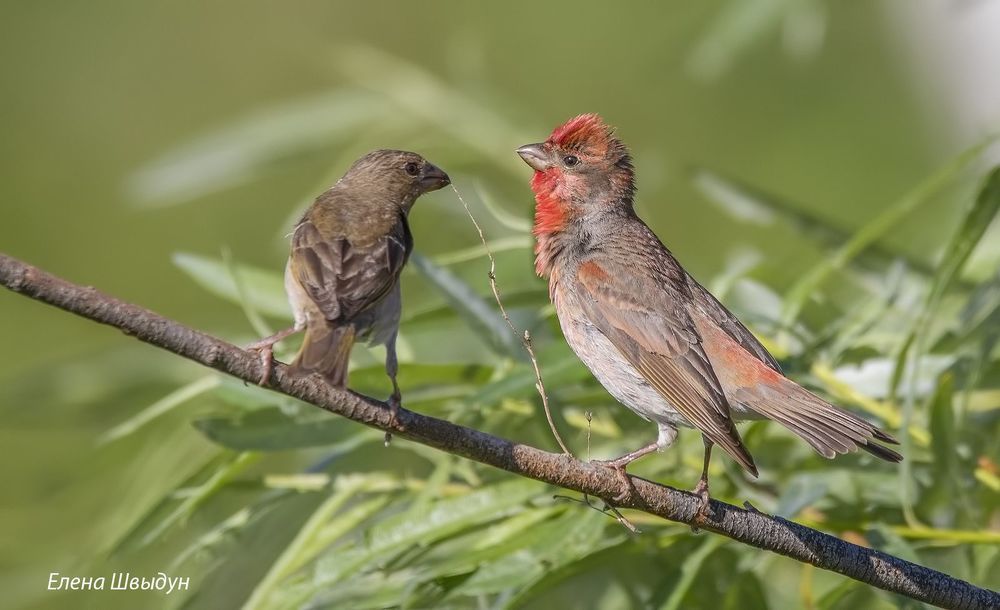 Common rosefinches