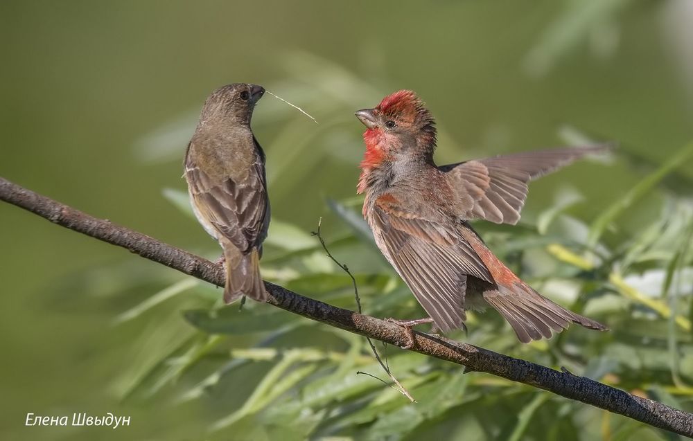 Common rosefinches