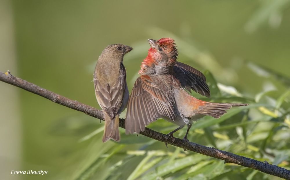 Common rosefinches