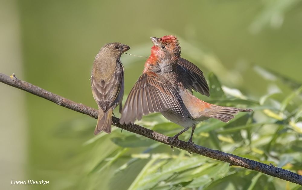 Common rosefinches