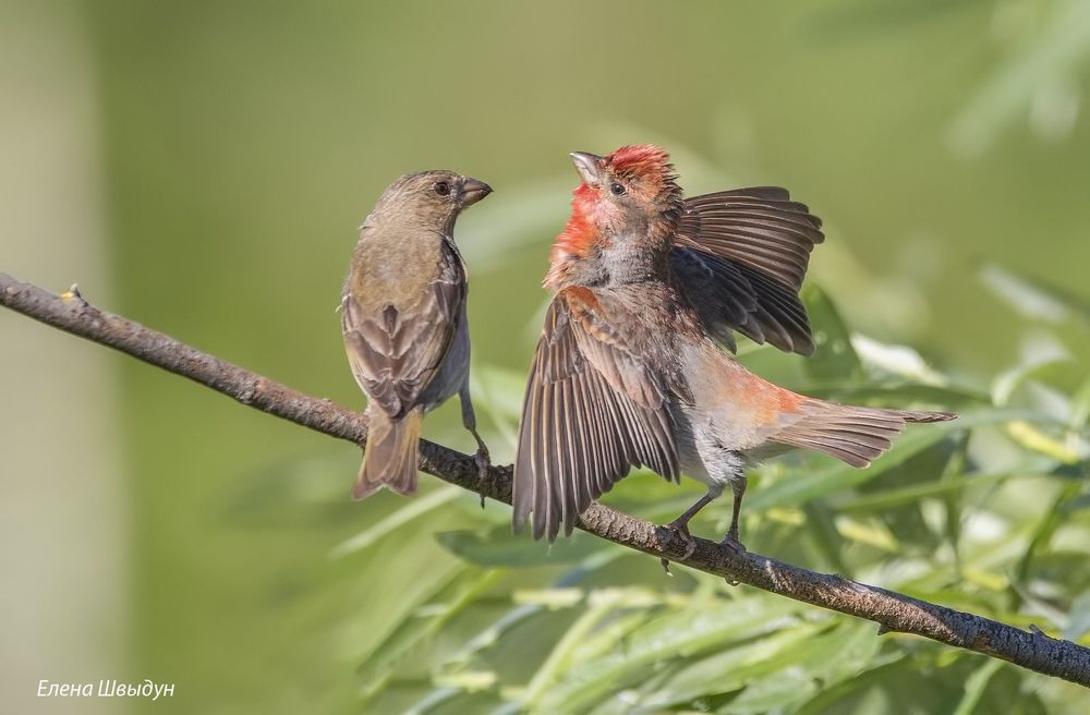 Common rosefinches