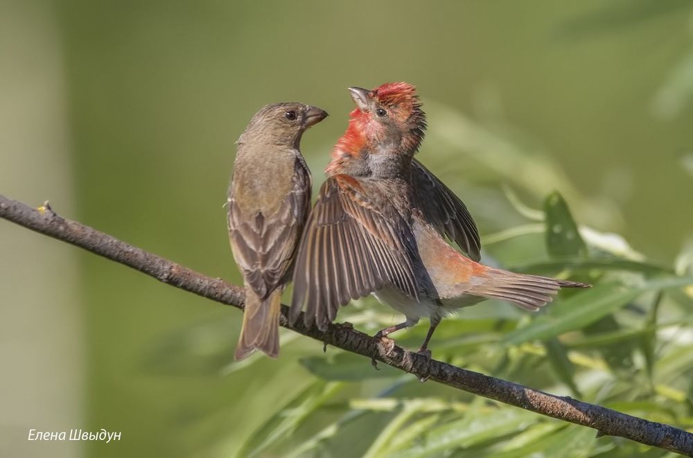 Common rosefinches