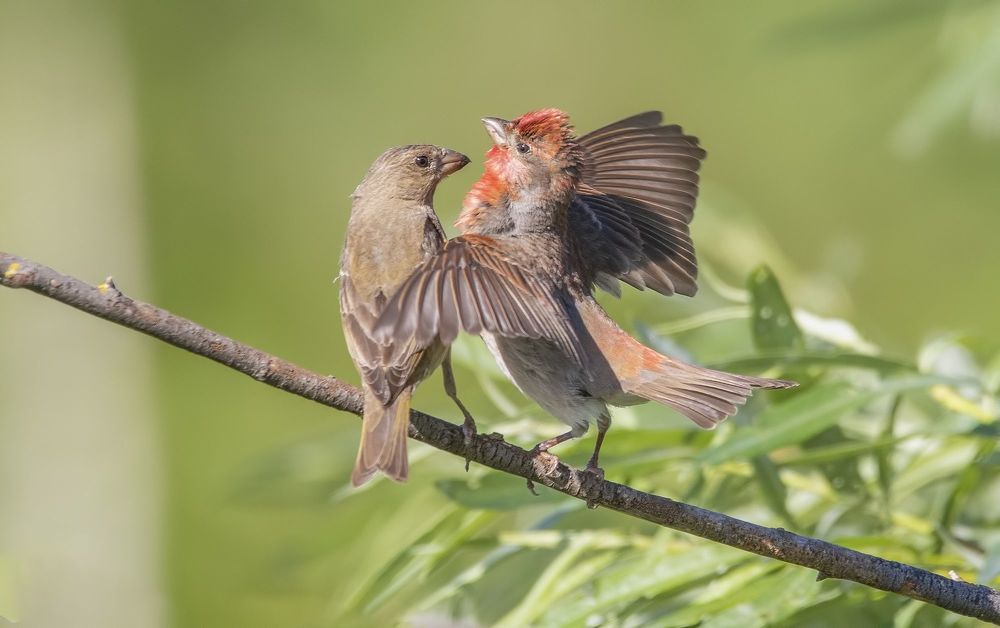 Common rosefinches