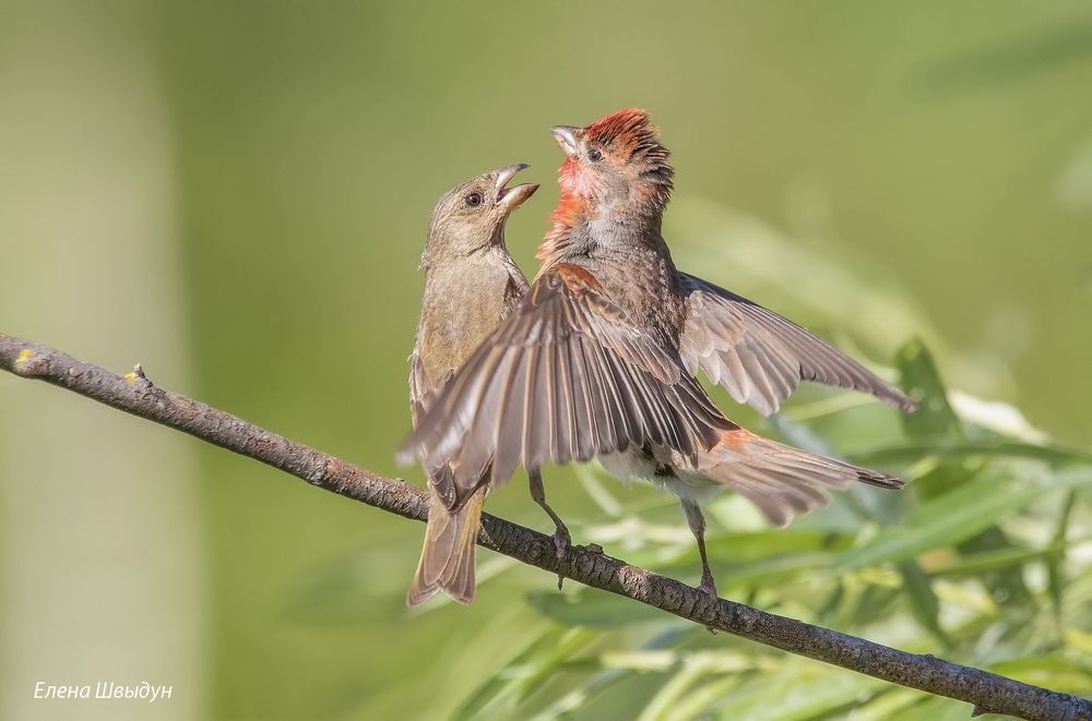 Common rosefinches