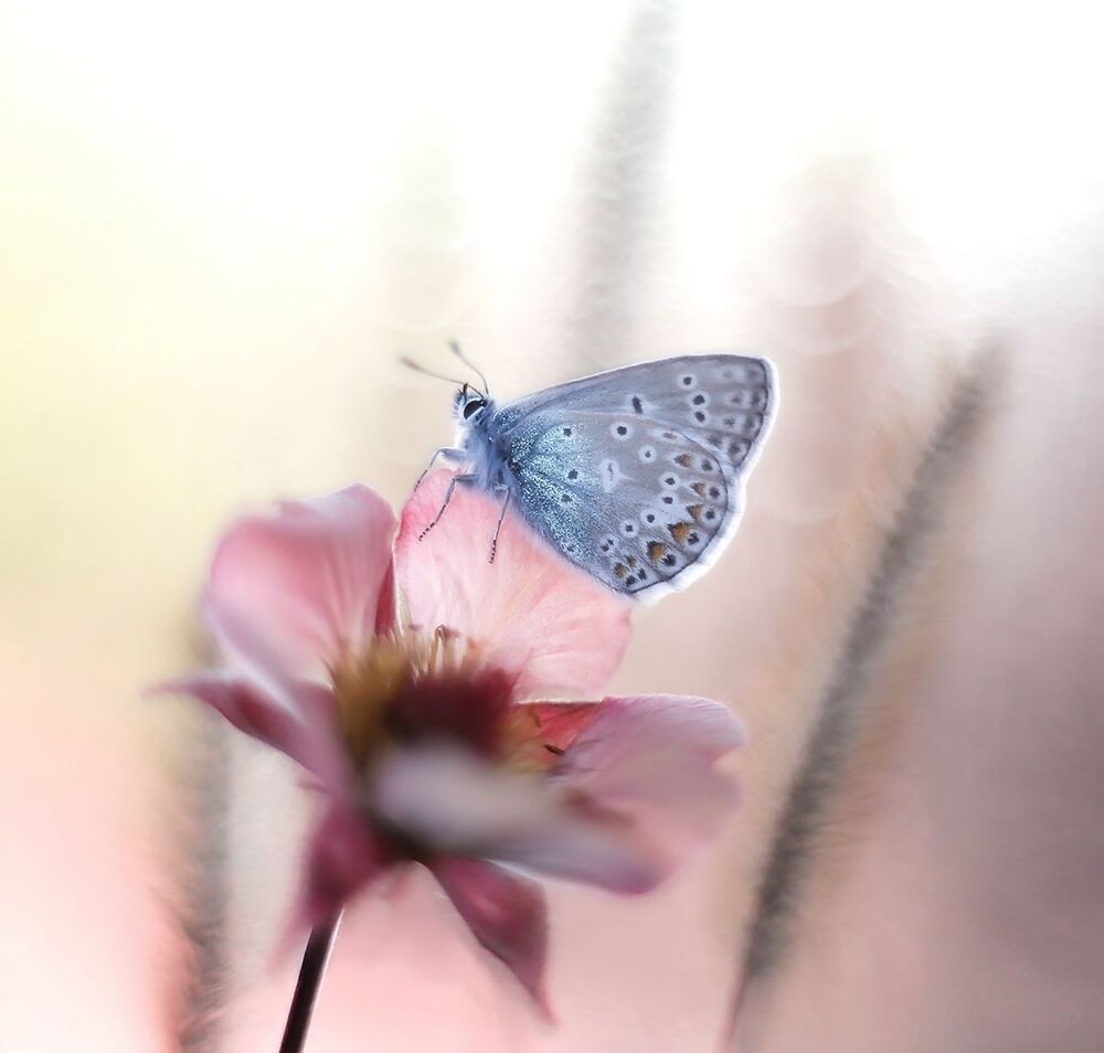 Polyommatus icarus
