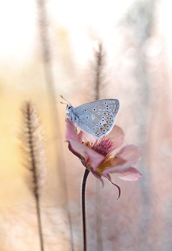 Polyommatus icarus
