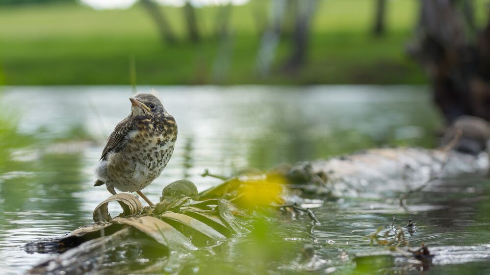 Дроздёныш у воды