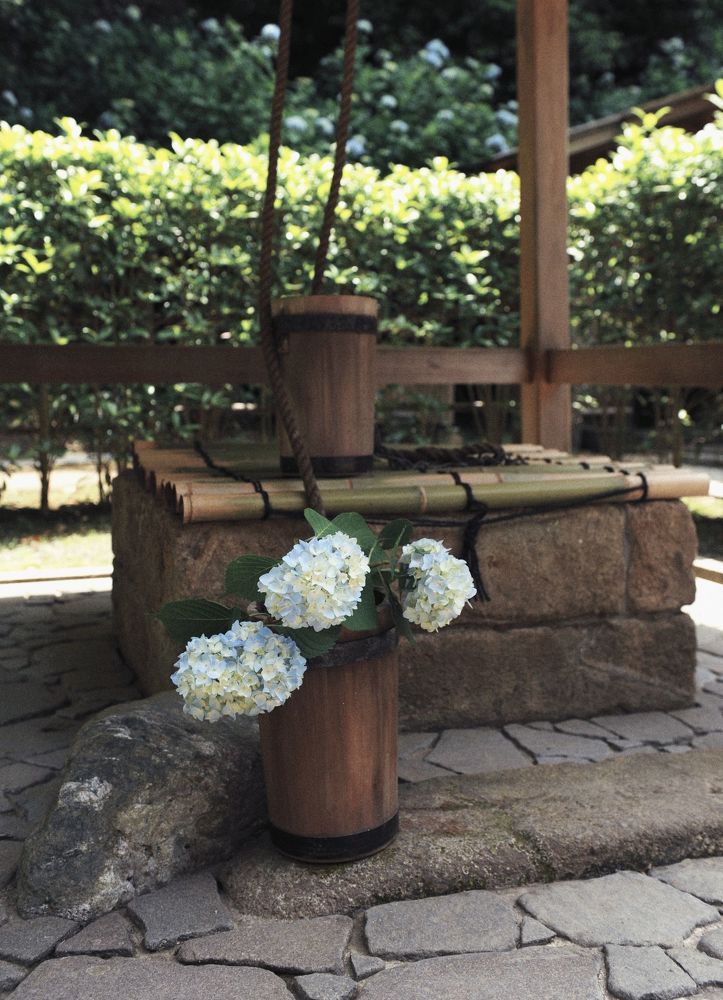 Japanese hydrangea