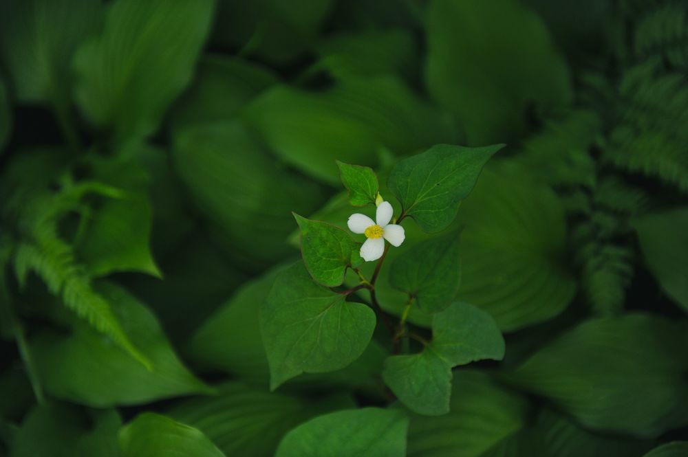 Japanese hydrangea